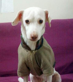 Snoopy
