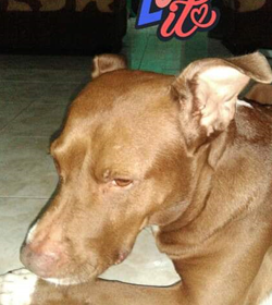 Ganjah lemus