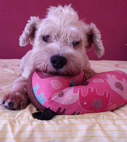 Gordo  rosales