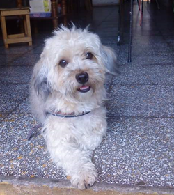 Princesa burgos