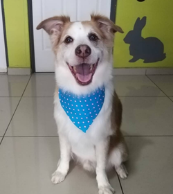 Rocko rivera