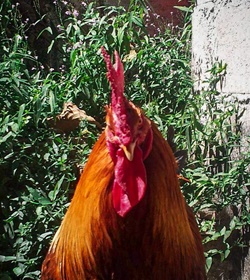 Milton rodriguez