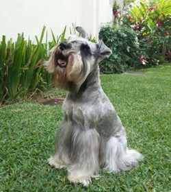 Fidel encina