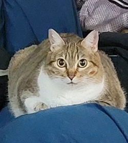 Miaumiau cruz