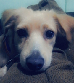 Cookie barraza