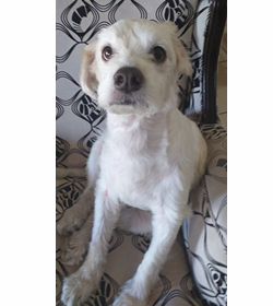 Lobito bustamante