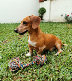 Tucky salchicha lemus rosa