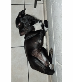 Negrita ceron juarez