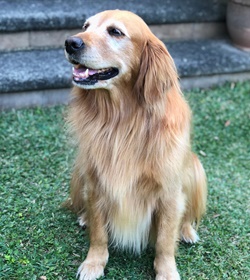 Goldie ayala