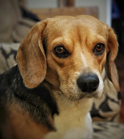 Puppy mejia alonzo