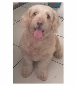 Canela castillo