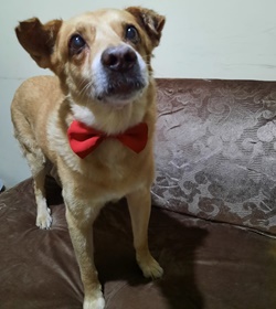 Odie chavez
