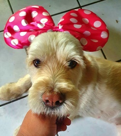 Lucky flores