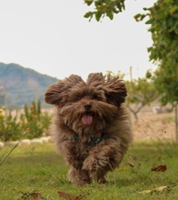 Toffy barrientos