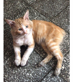 Gato ayala