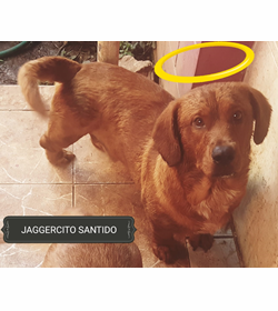Jagger cortez valenzuela