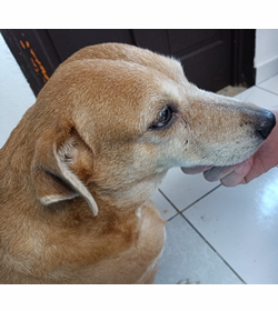 Nanu polanco