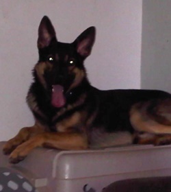 Dante espinal obi