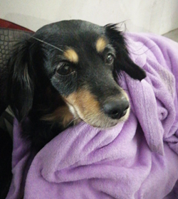 Puca orantes