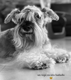 Topito