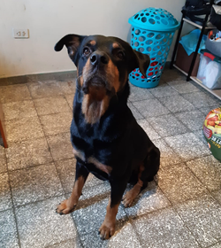 Rocco tijerino