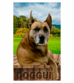 Doggi recinos