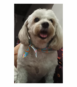 Princesa alfaro