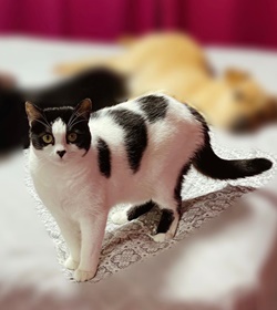 Cleo paname%c3%91o