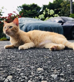 Luna pablo