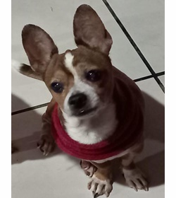 Taquito villatoro