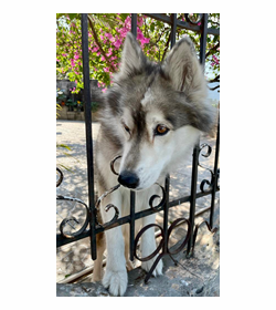 Hachi c%c3%b3rdova