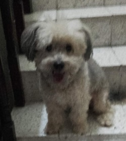 Popi hernandez