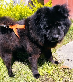 Hachiko leiton