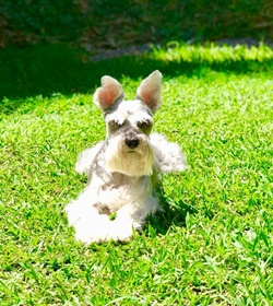 Minnie lilo hern%c3%a1ndez