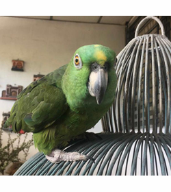 Camilo loro