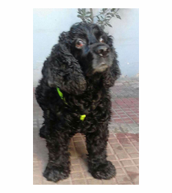 Doguito mart%c3%adnez