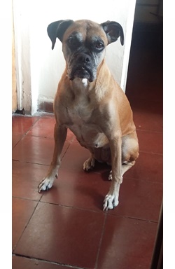 Canela henriquez
