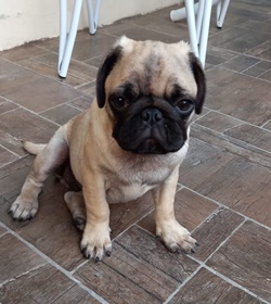 Max lopez pug