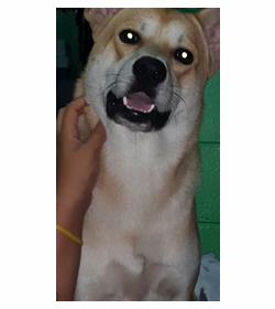 Po alvarenga