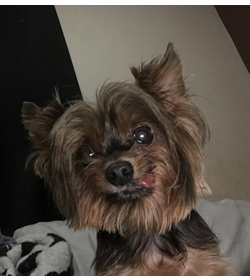 Luna beatrice