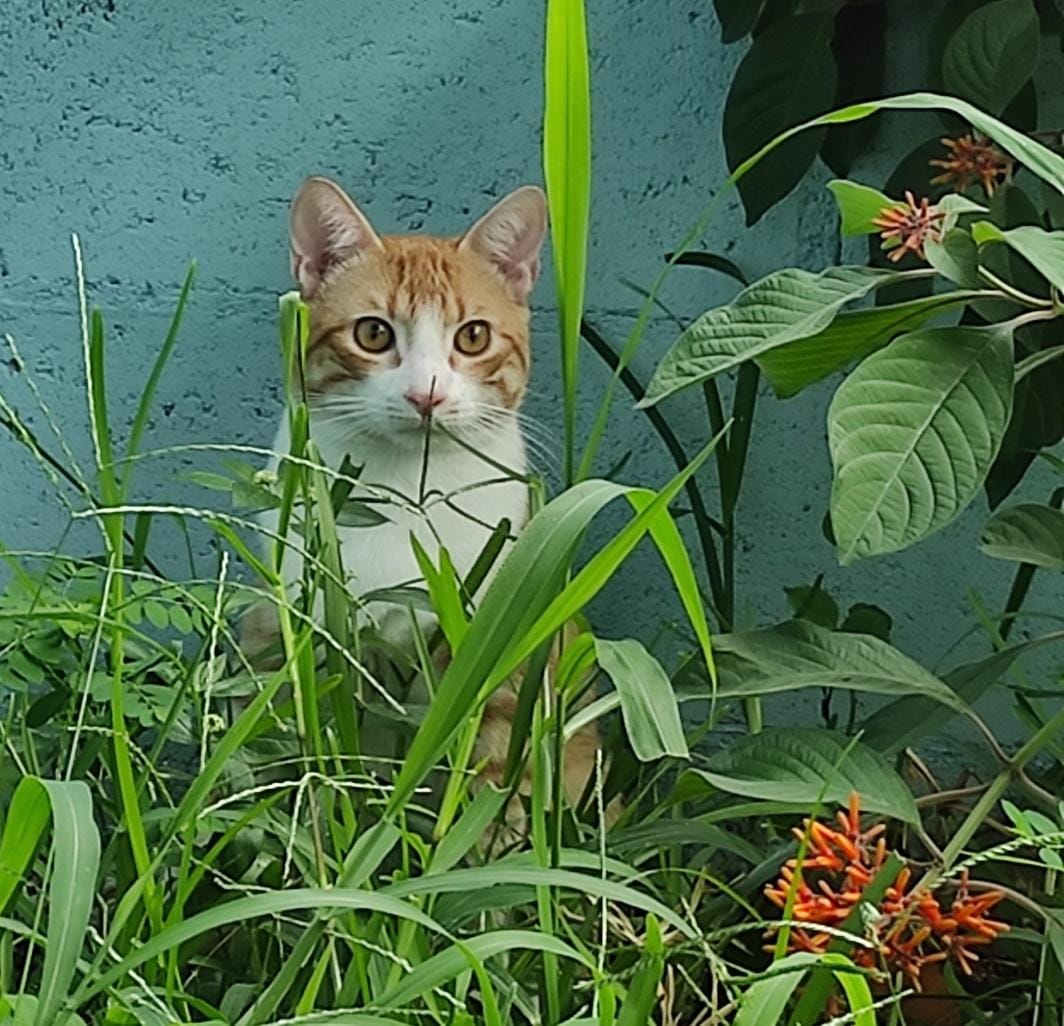 Lolito santos