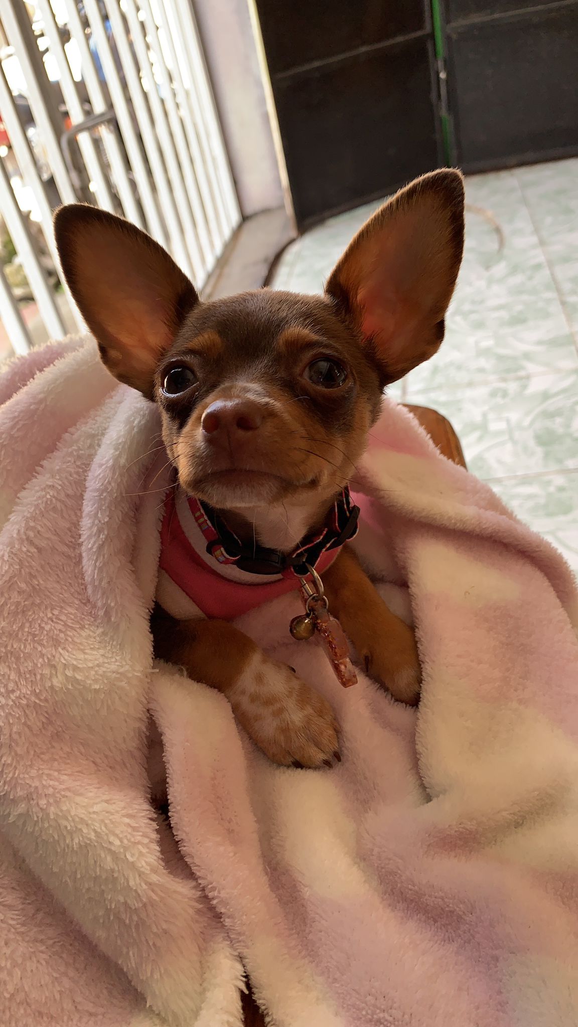 Brandy chihuahua