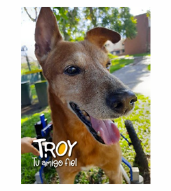 Troy %28 pr%c3%adncipe tul%c3%a1n%29