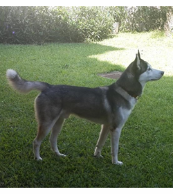 Mako