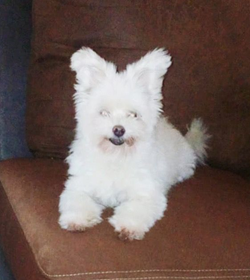 Peluche