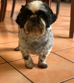 Negro guirola