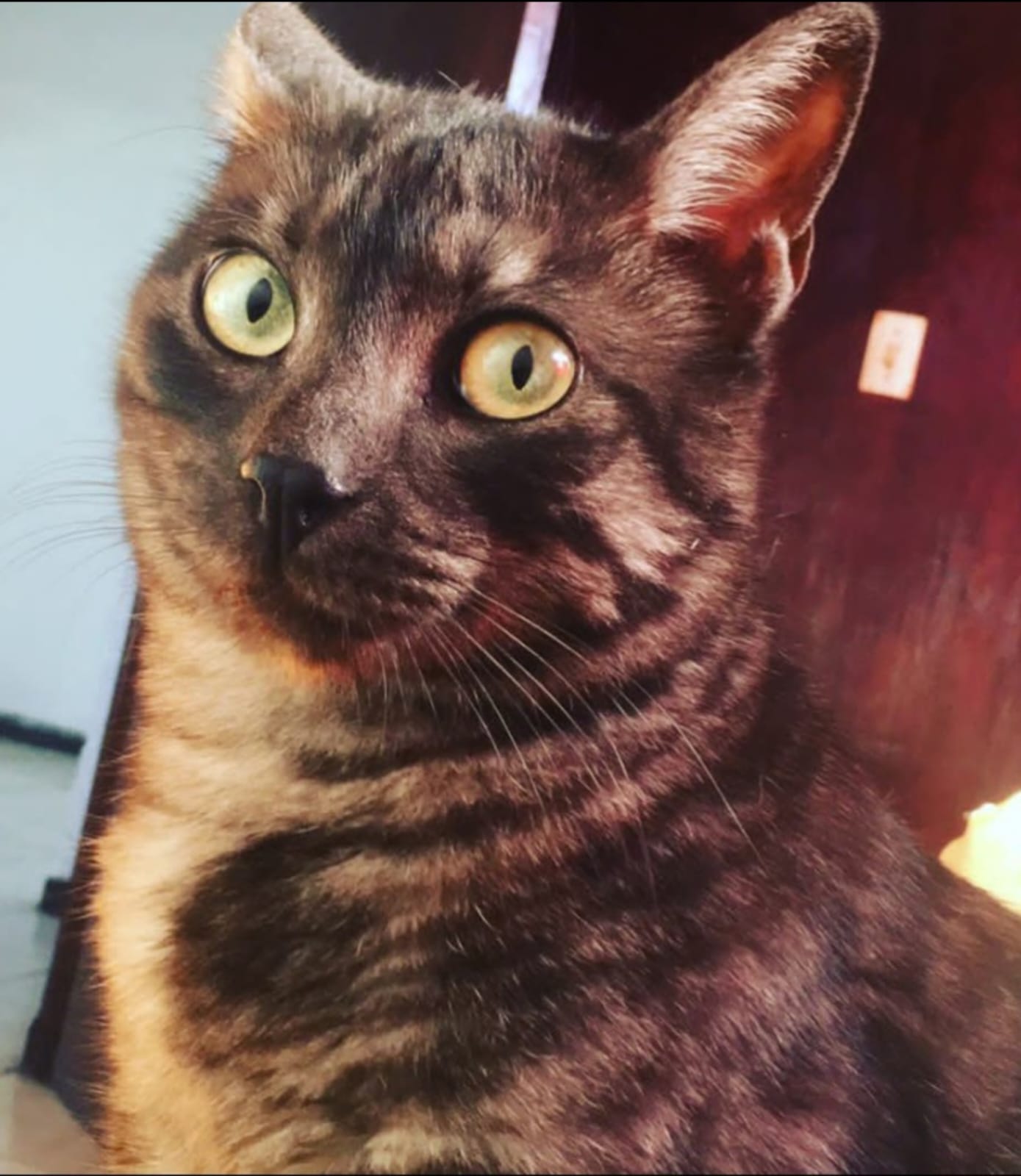 Piaf salvador