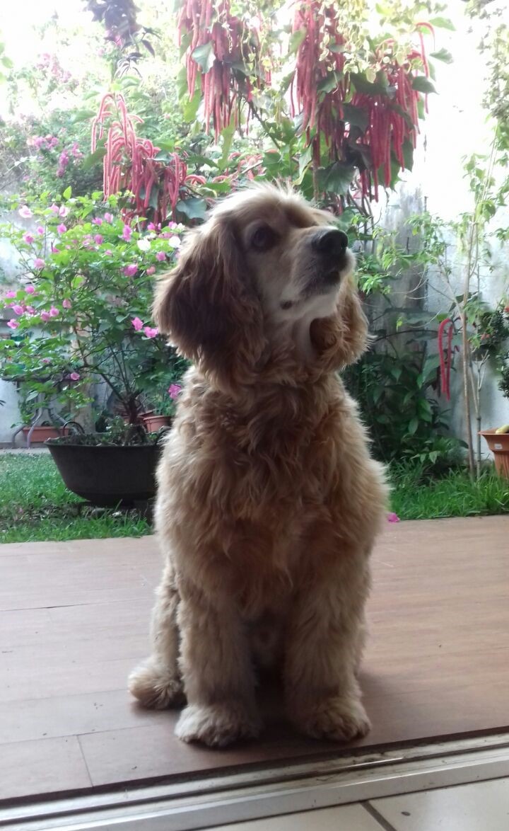 Bongo olmedo