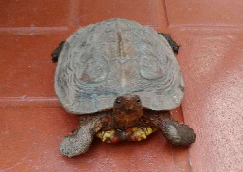 Tortu lainez