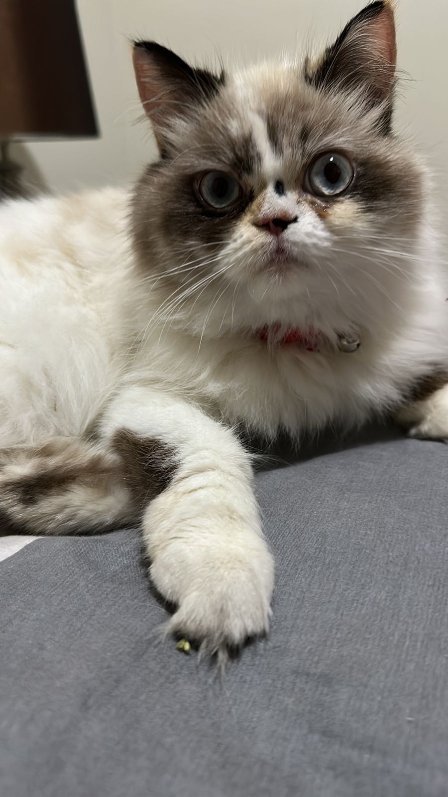 Kitty mayen